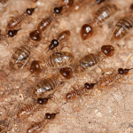 Sub-Terrarium Termites