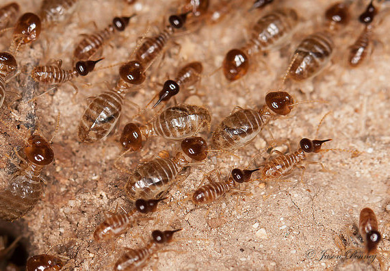 Sub-Terrarium Termites